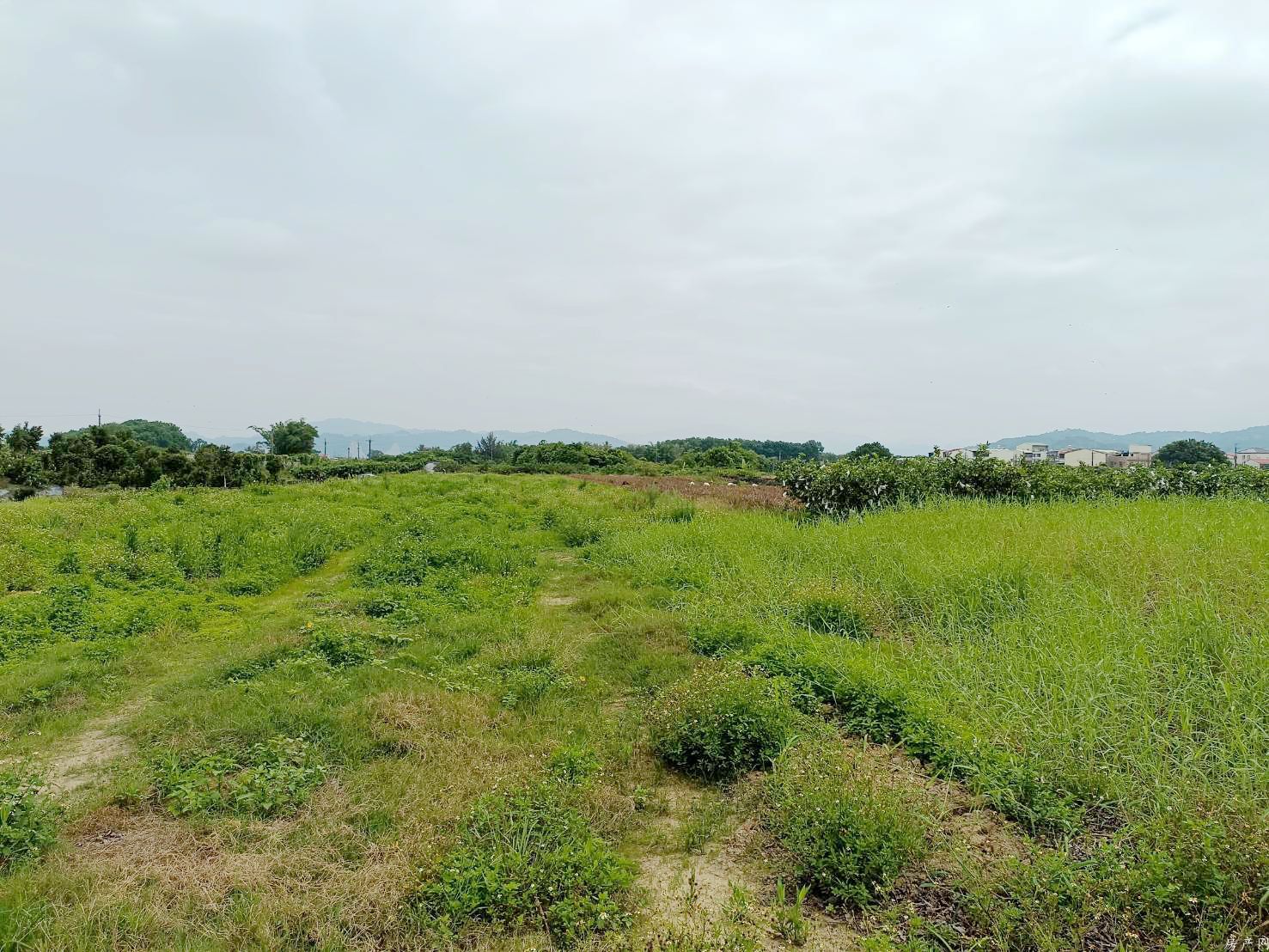 玉井望名休閒農地(1)