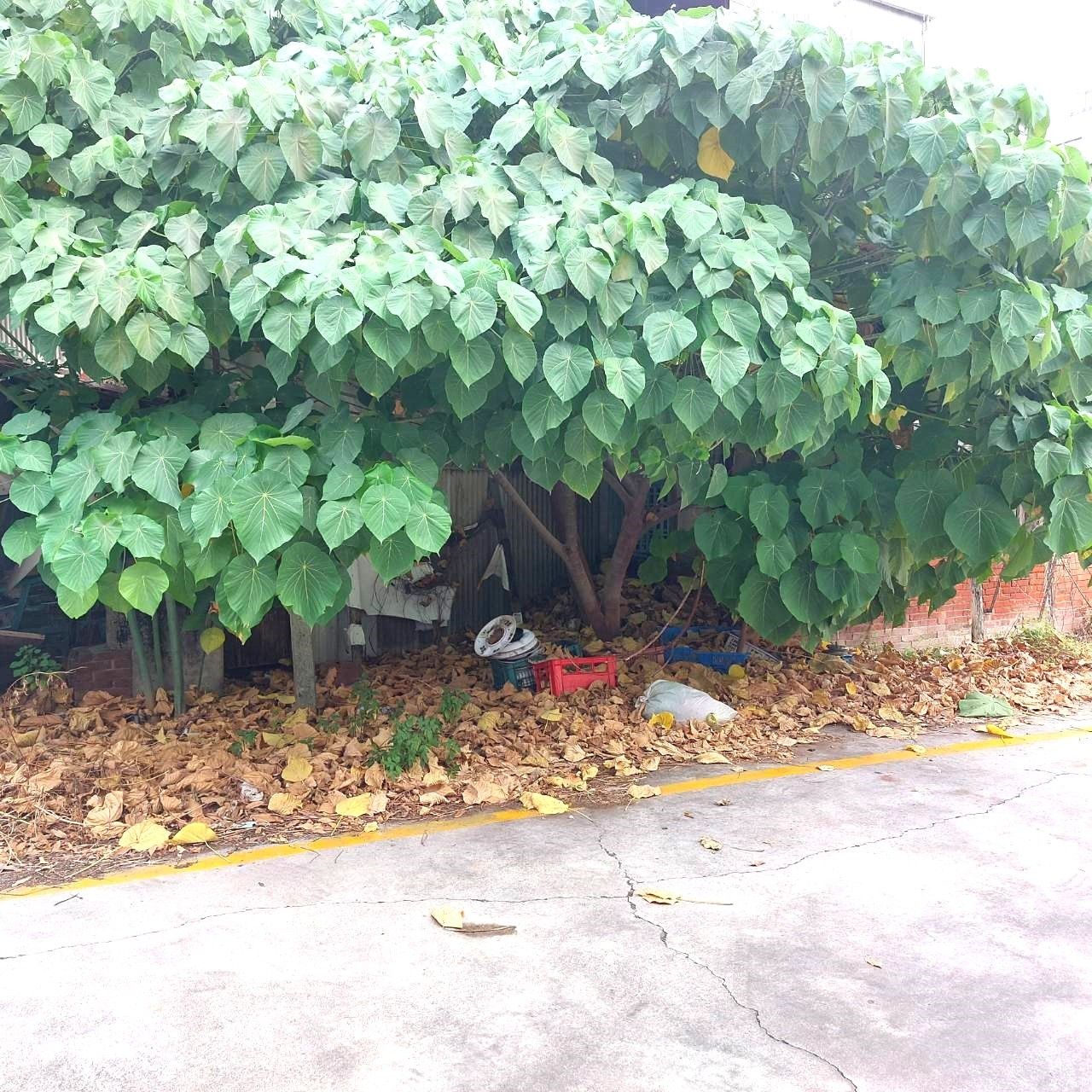 中華路朝南建地*住商林瓊紅