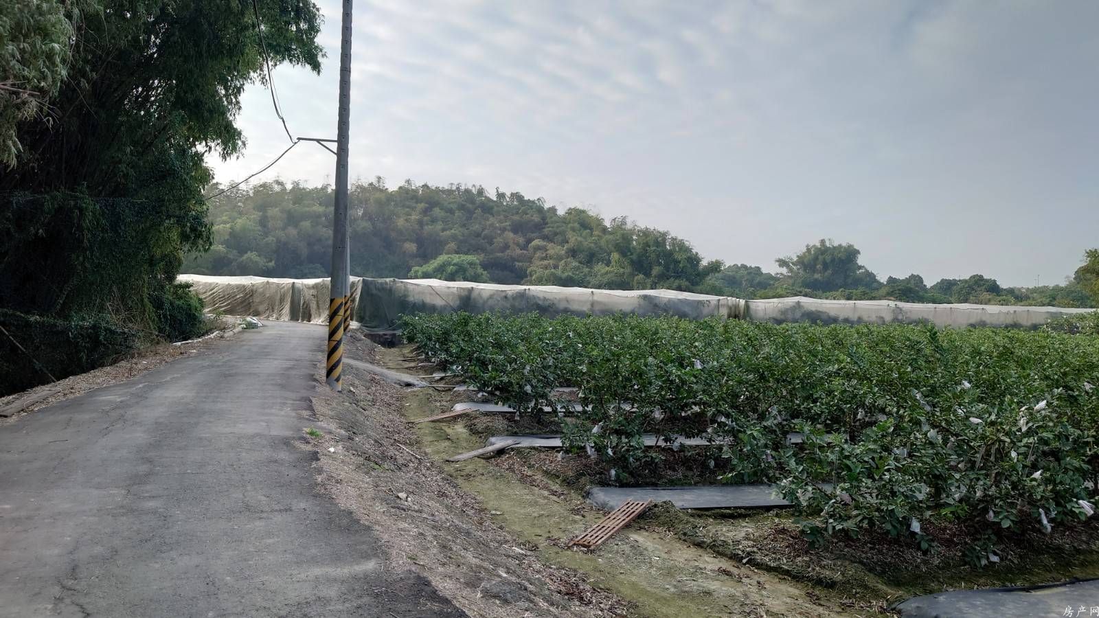 大社典寶溪旁大面積林業用地