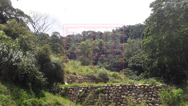 新埔清水國小大丹休閒林農場-春明地產-035551111