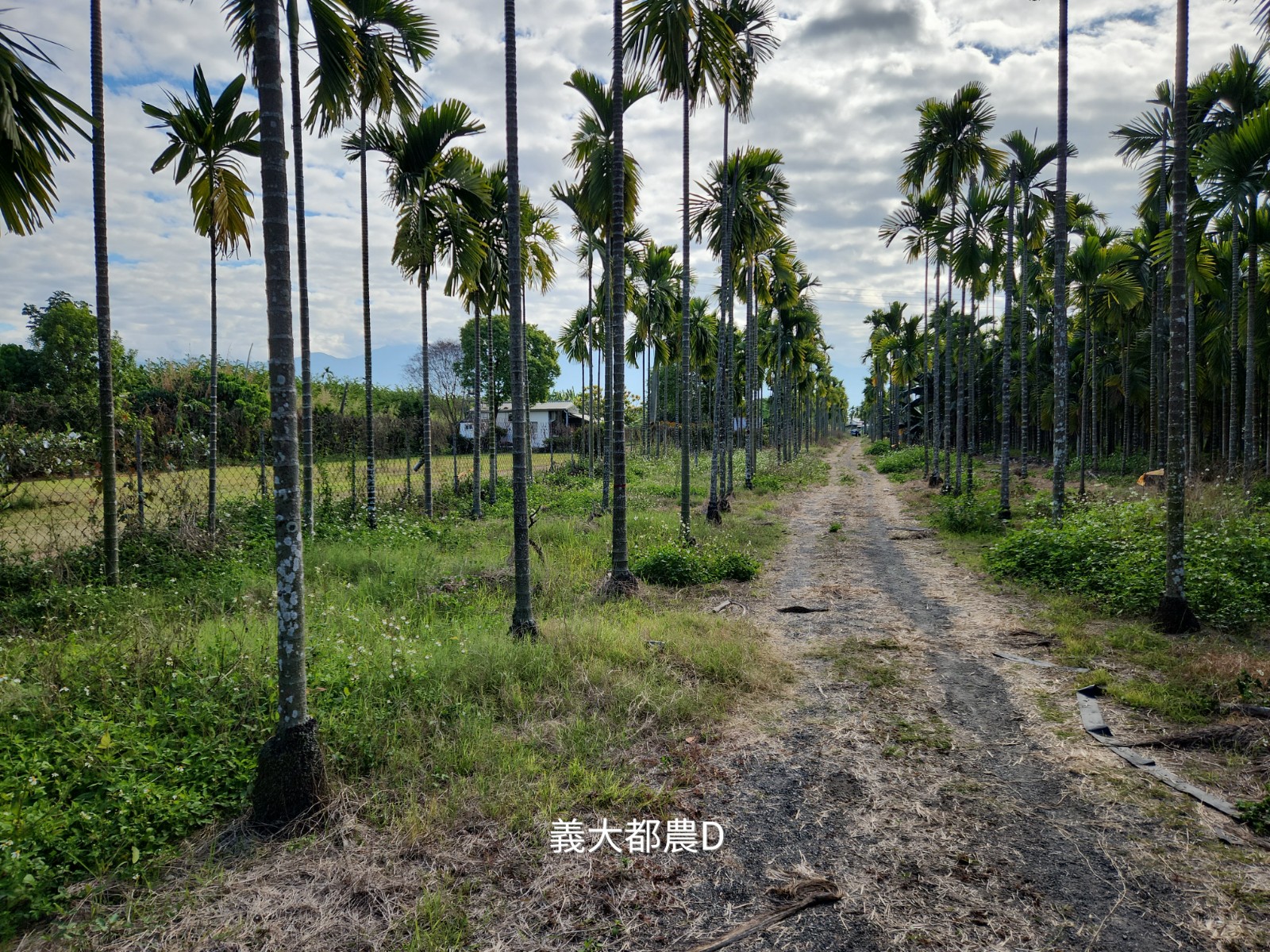 屏東義大都計農地d
