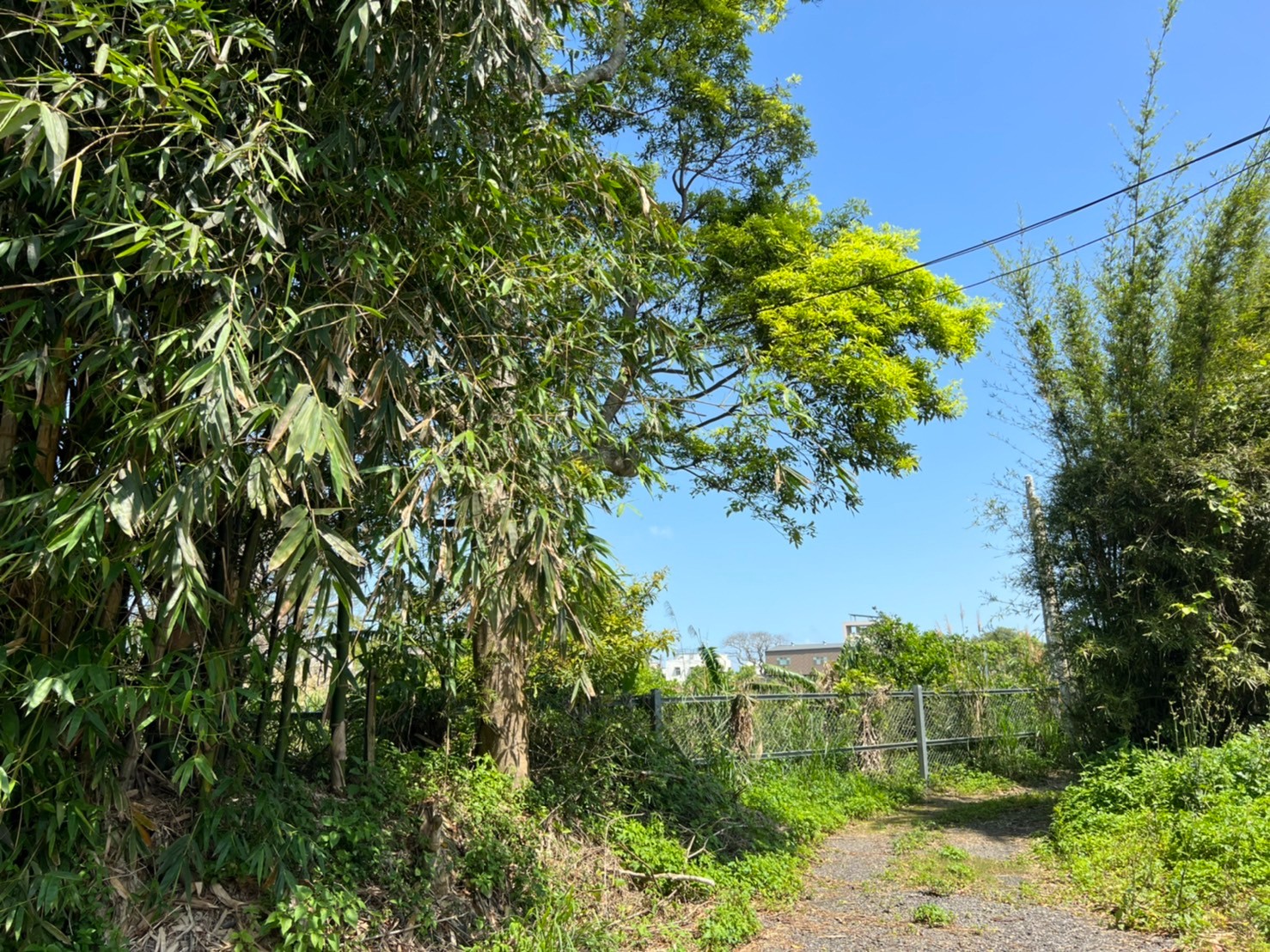 正苗51農地