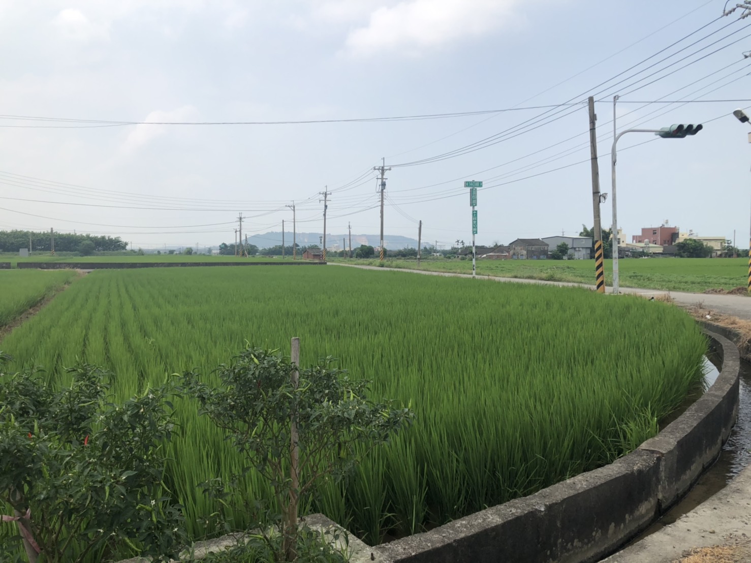 中苗三面路旺田