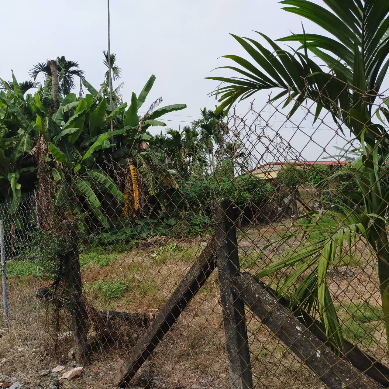 內埔義大健康園區都內農地