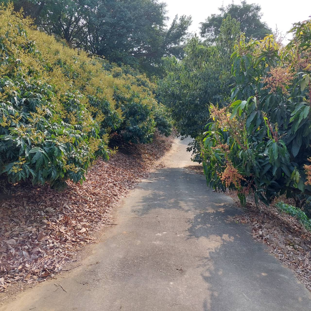 (專約)地主降價了~小港大坪頂特定區便宜建地