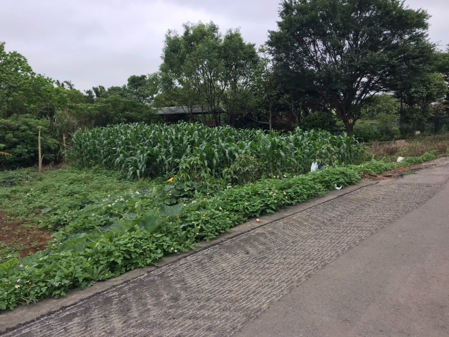 ●龍潭區~烏樹林便宜土地●近中豐路85°C