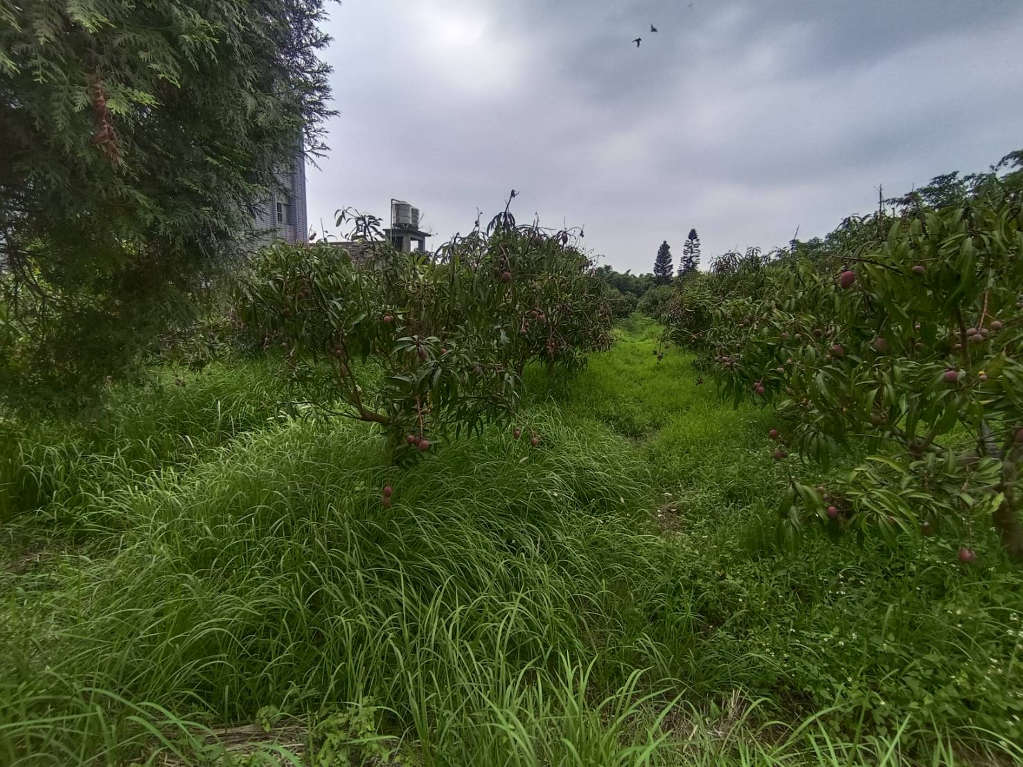 成功路旁農地