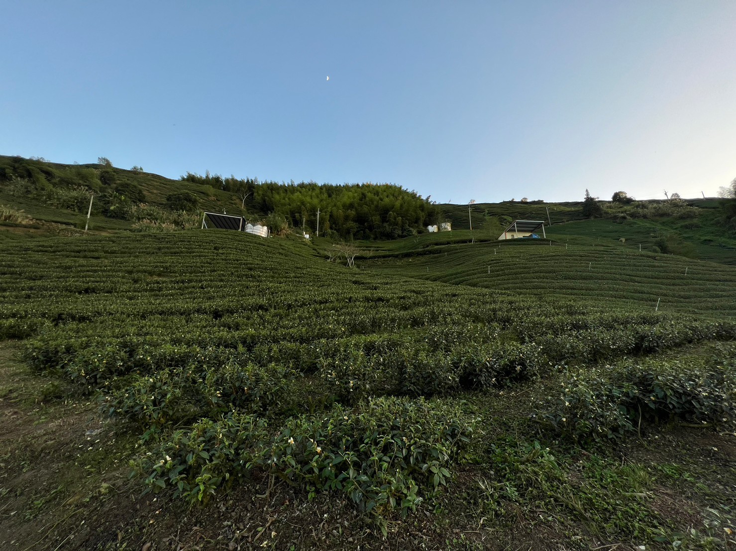 竹崎景觀高山烏龍茶園