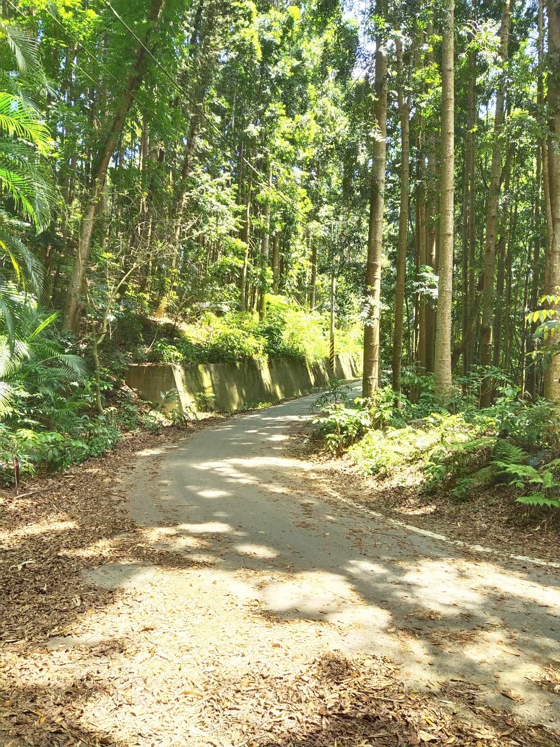 崎頂森林大綠地
