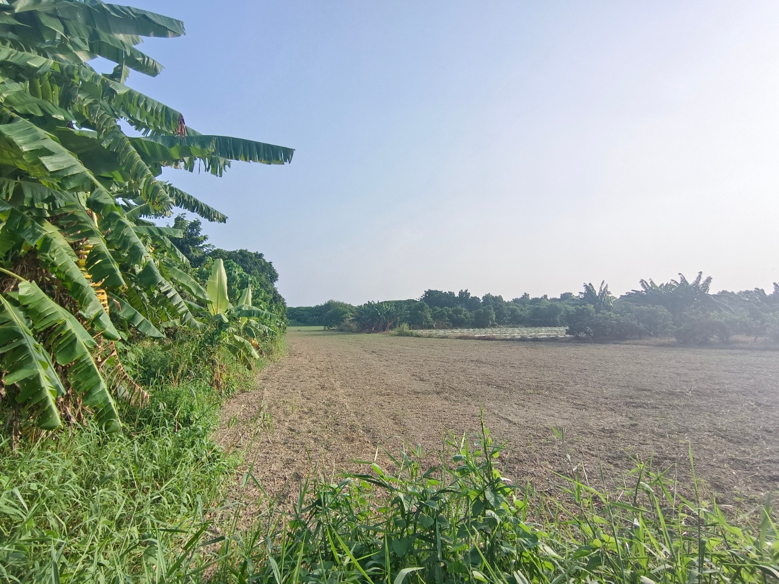 近大內公所8.9分美農地