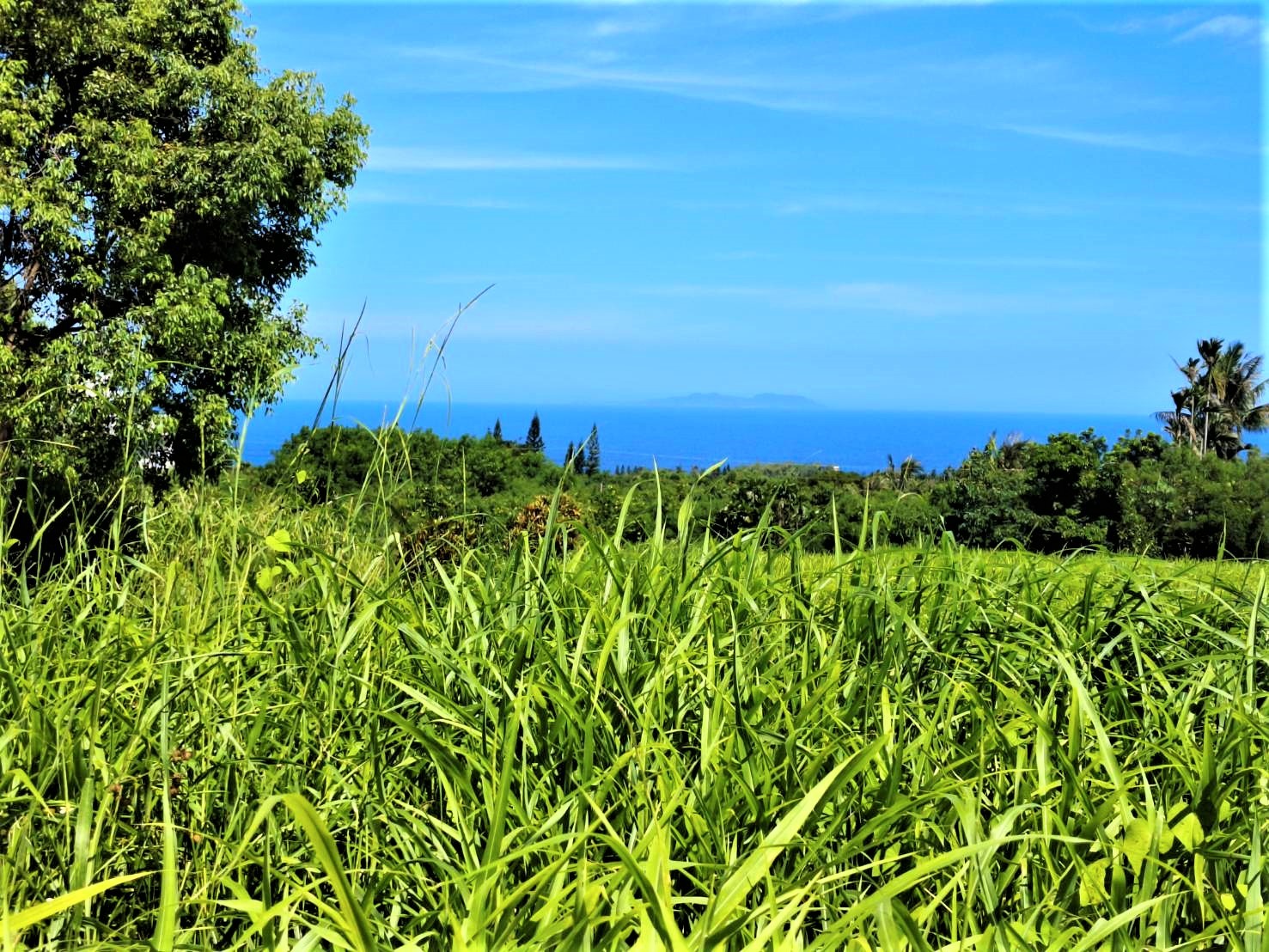 都蘭大面積望海農地