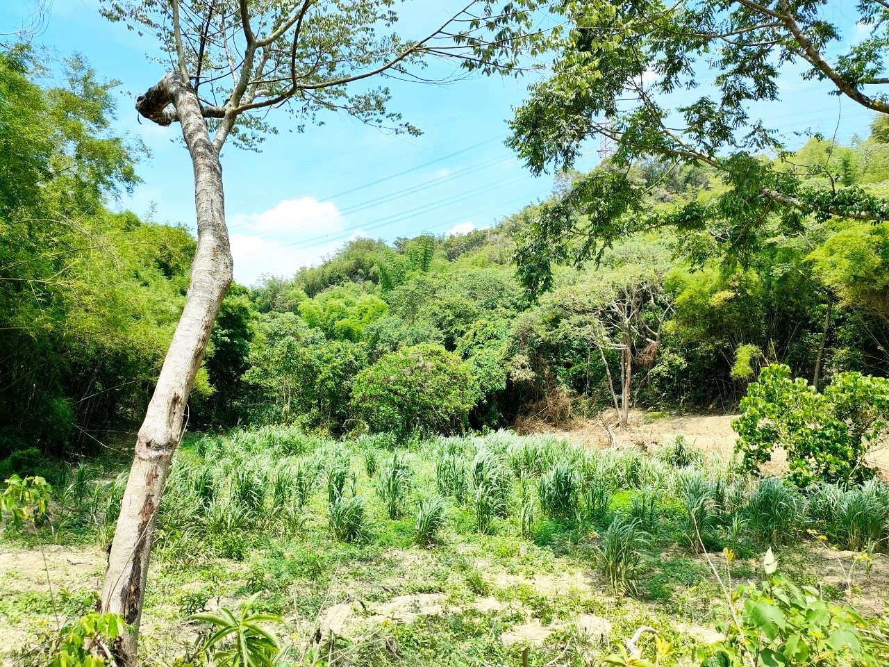 近文衡聖殿靜好農地