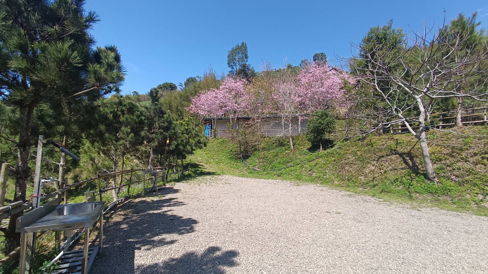 五峰 黑松、櫻花森林休閒露營地