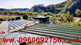 大湖幸福莓園1091坪