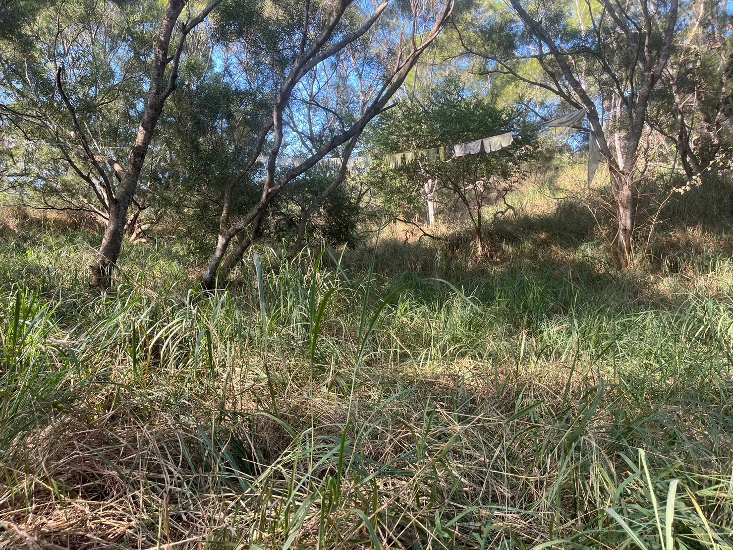 近74號花壇市區森寶地