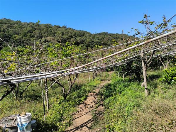 新竹縣新埔鎮南平路美果園2672坪出售-春明地產-035551111