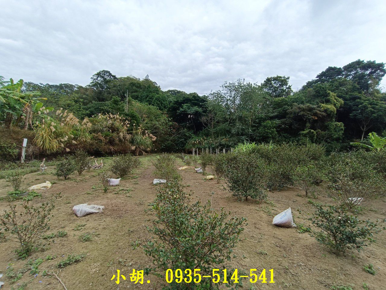 獨家/橫山國中 漂亮農場 有水有電 果園、菜園、有養雞、養鴨、池塘