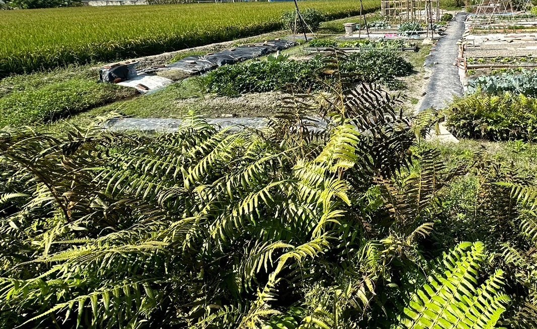 (專任)潭子預20米路農地A