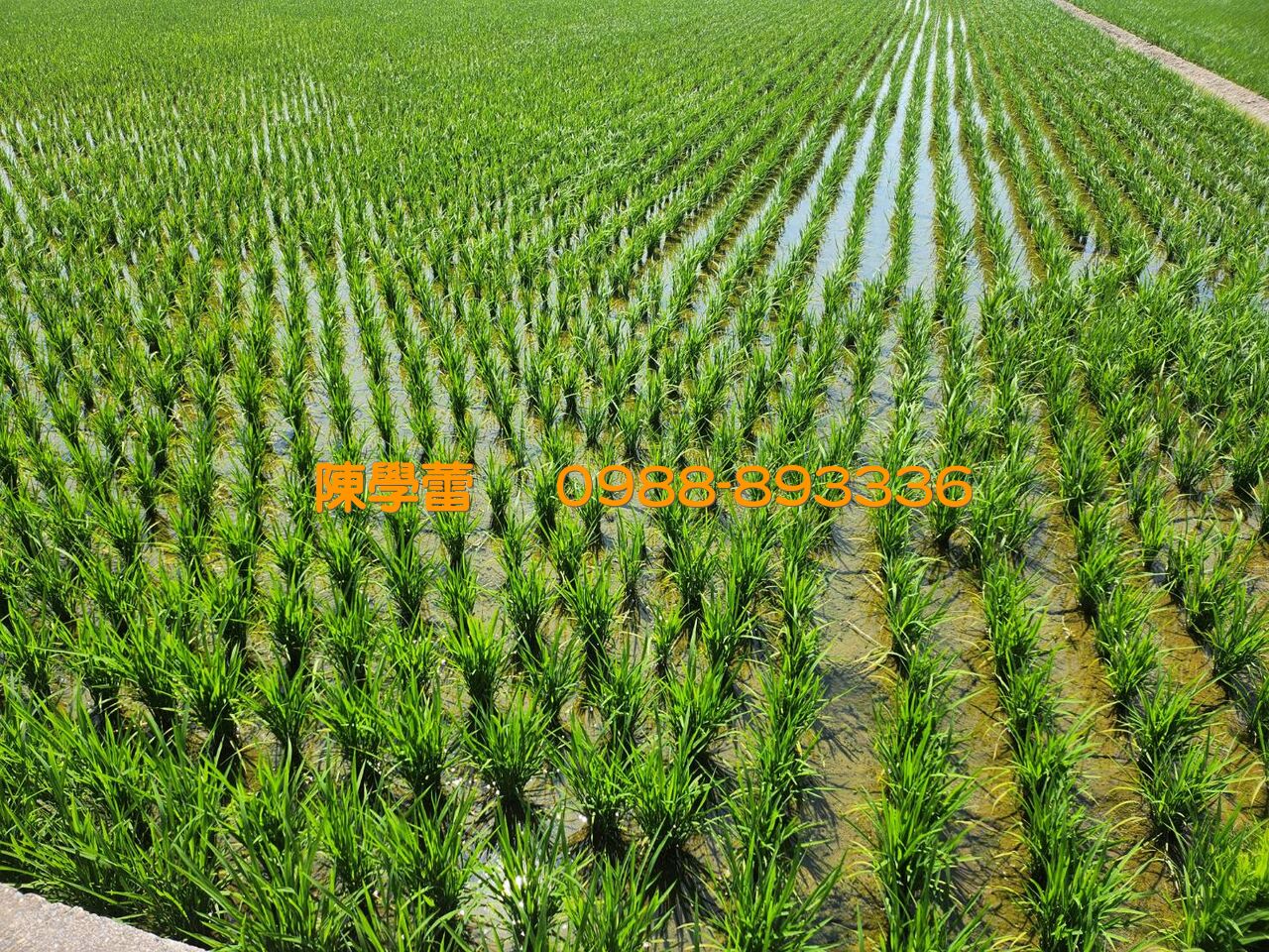 雲林大埤近溪口農地