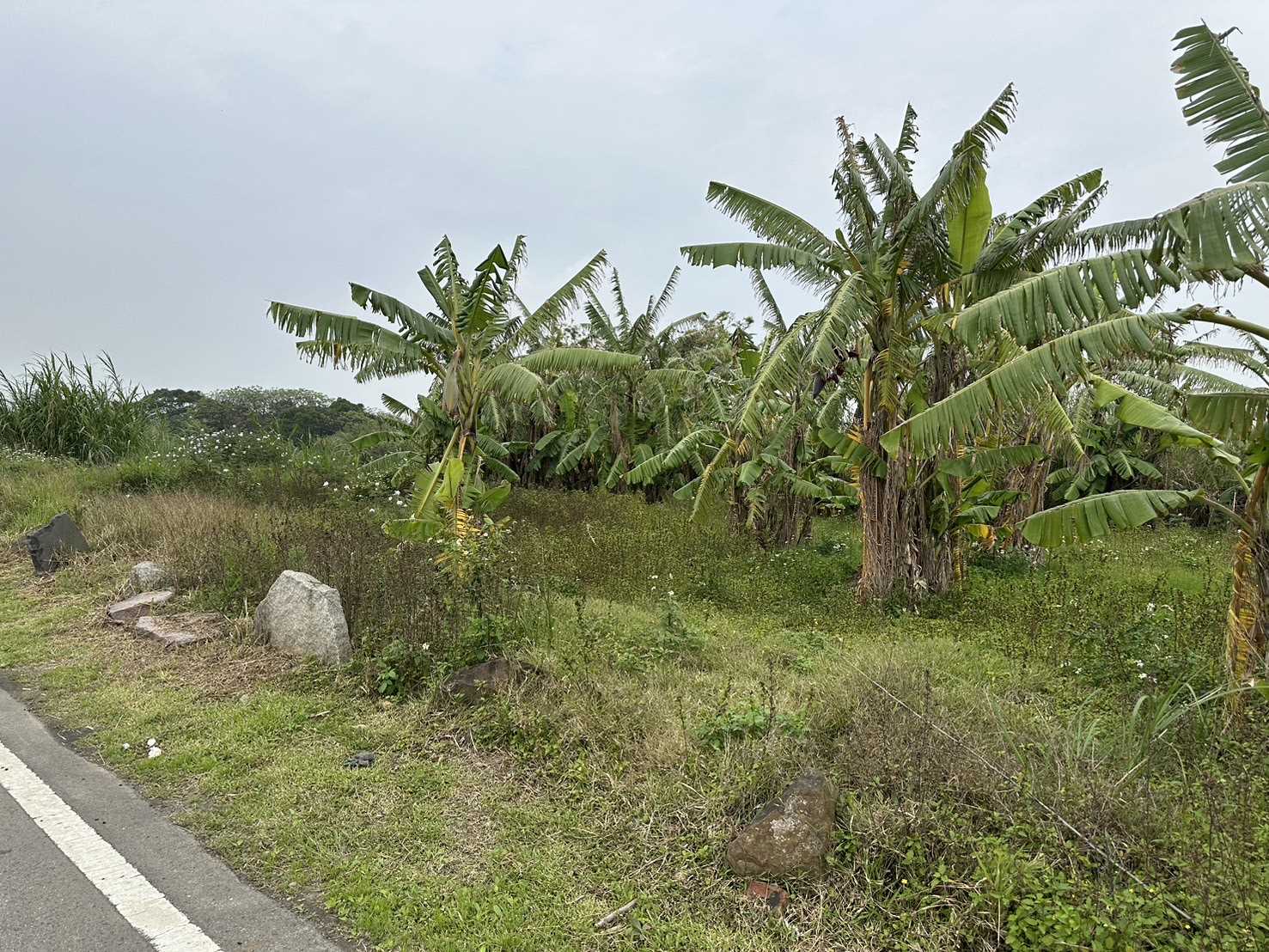觀音20米成功路旁(交通用地)