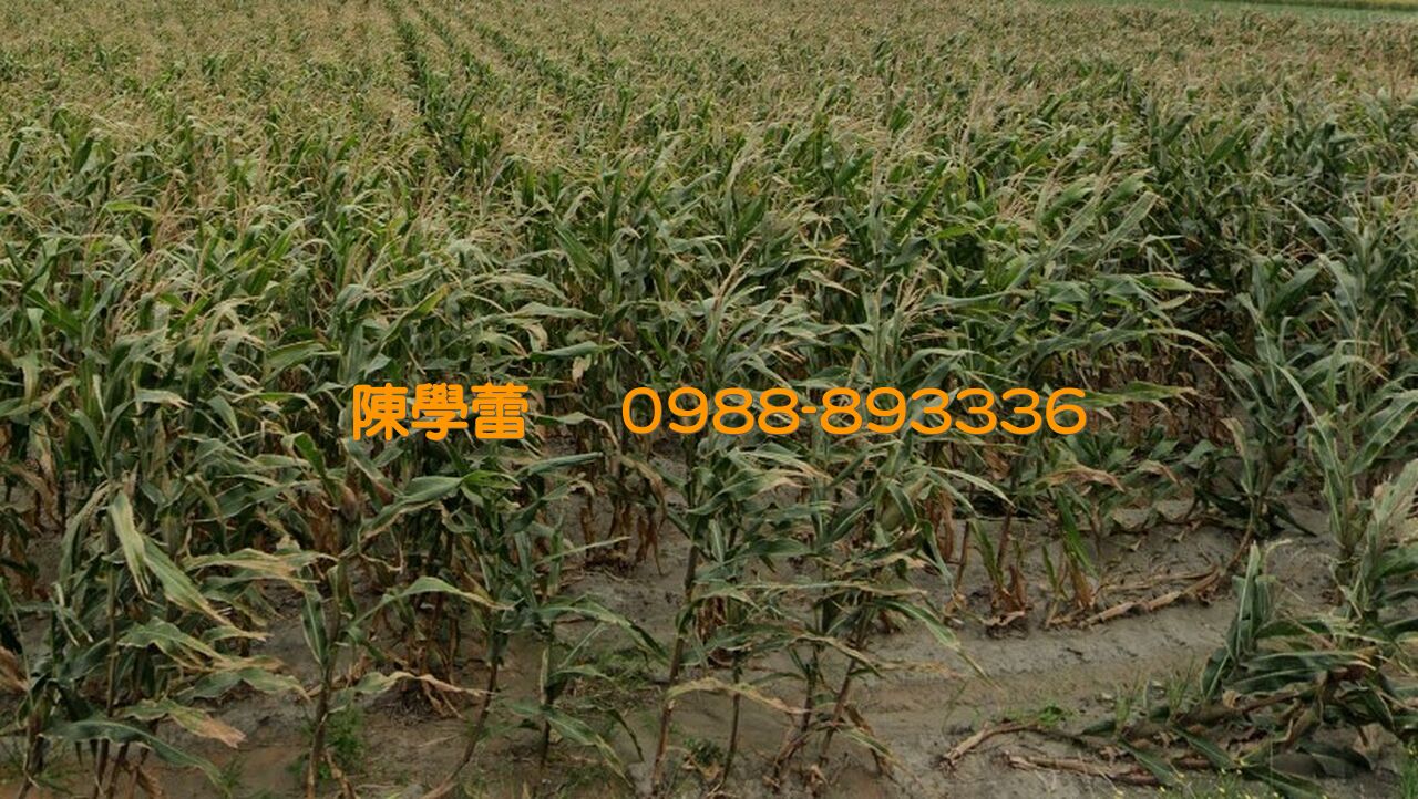 四湖西頂2.9分農地