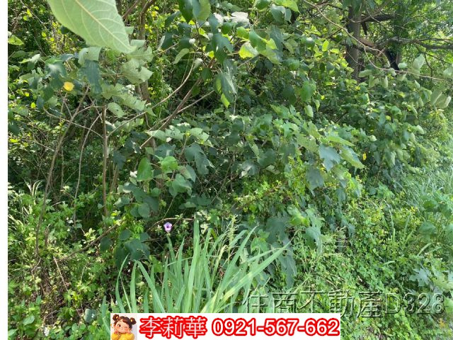 彰化市莿桐段增值農地