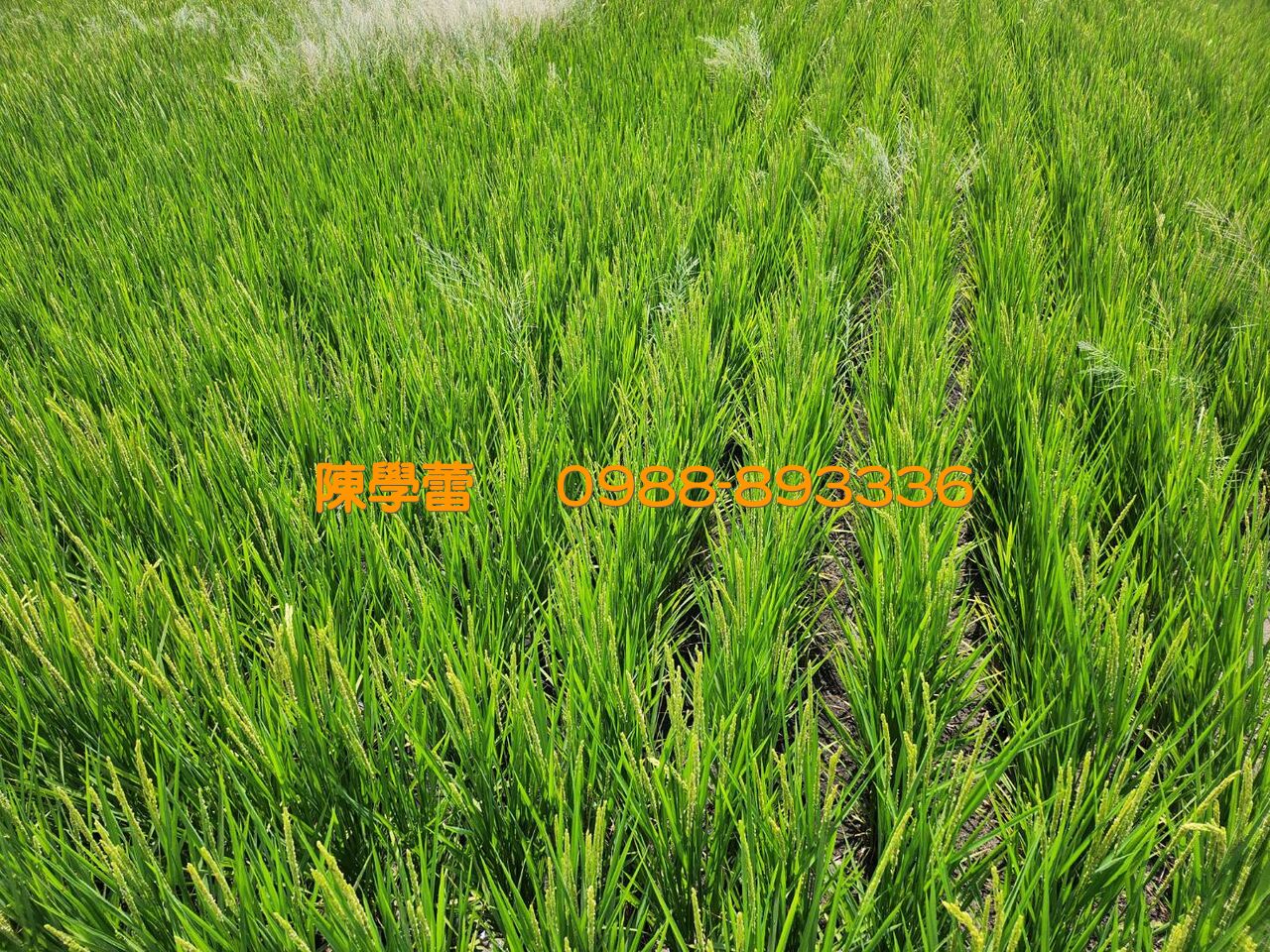 民雄交流道旁4分2農地