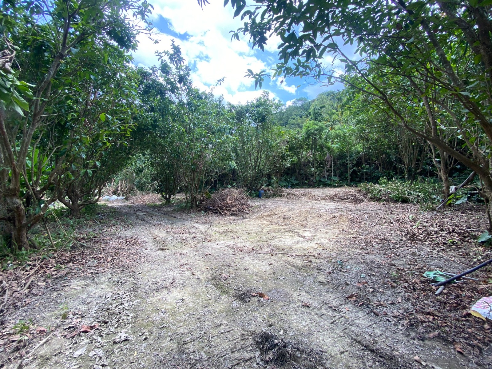 鹿谷中湖休閒農地1.4分