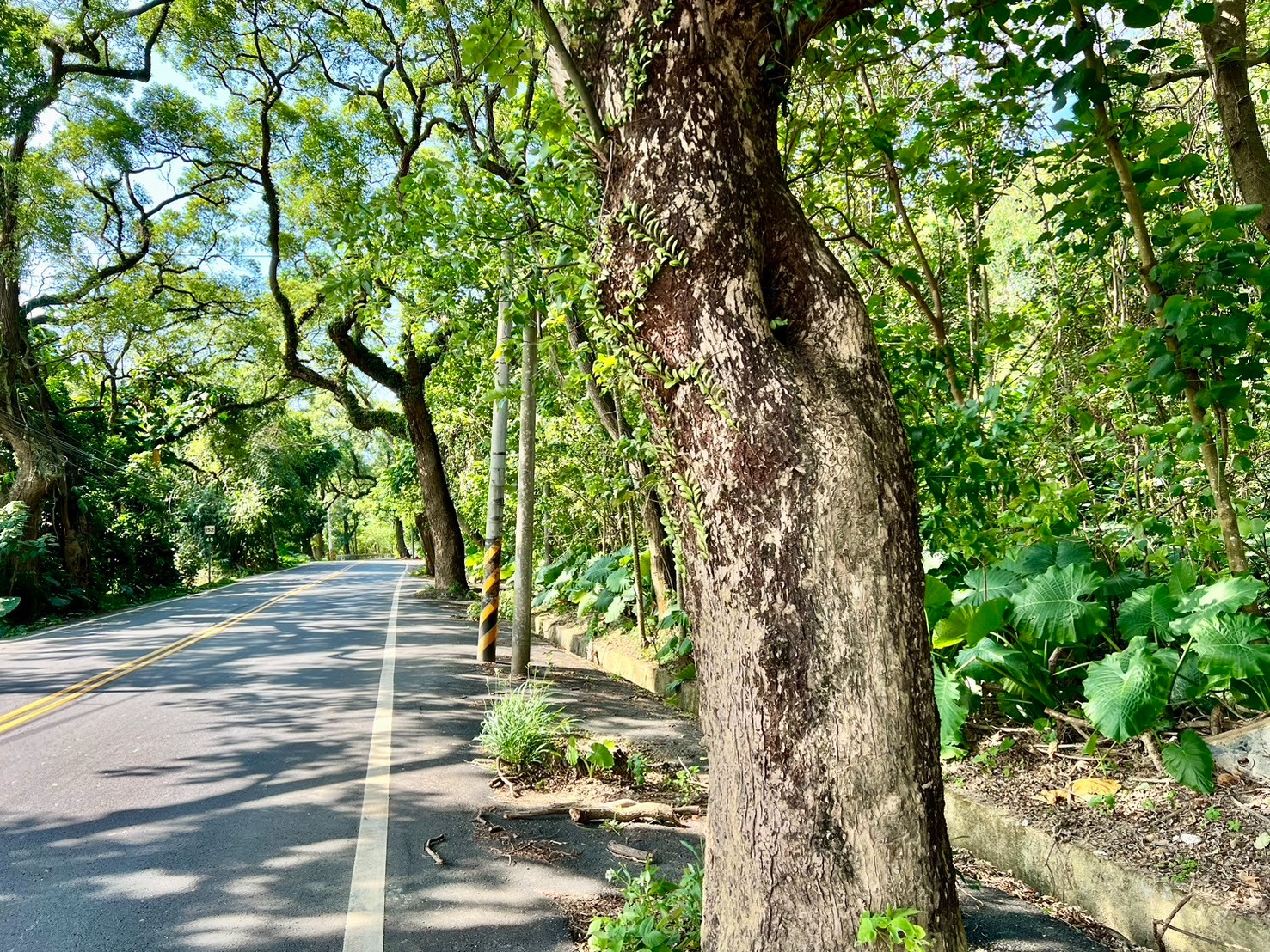 名間員集路大面寬農地2.5分