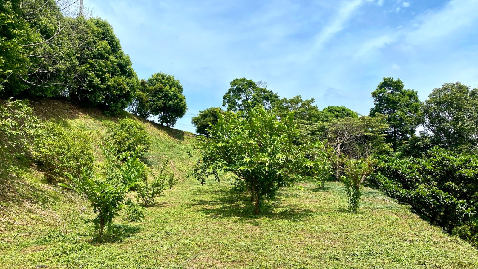 北埔夢田景觀視野休閒地