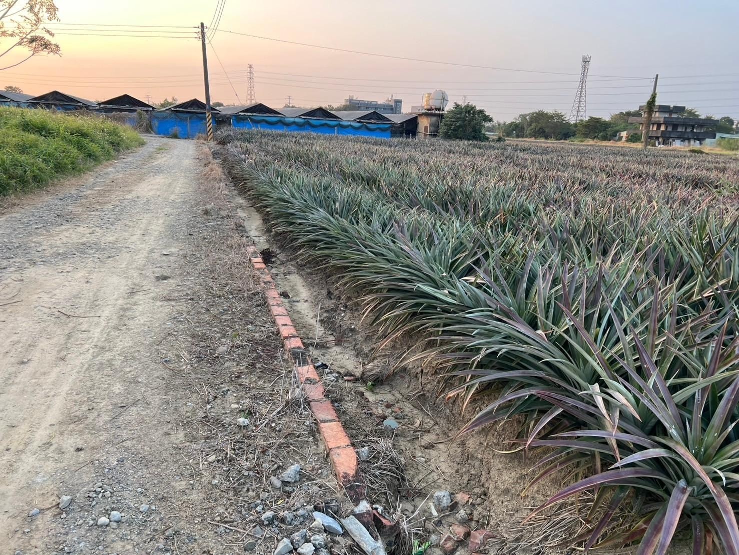 關廟關新663坪開心農地