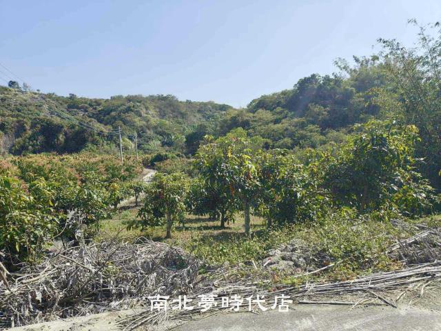 玉井芒子芒段開心農場