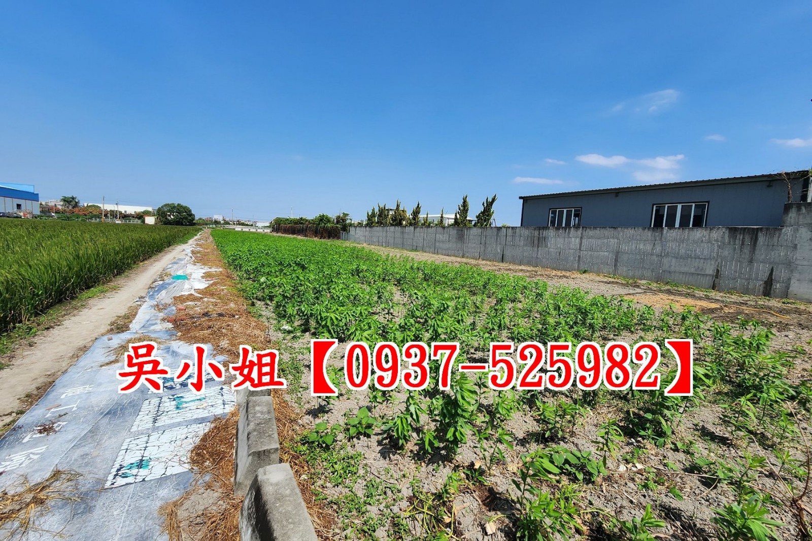 彰化市永芳都內田1~洽吳小姐0937-525982