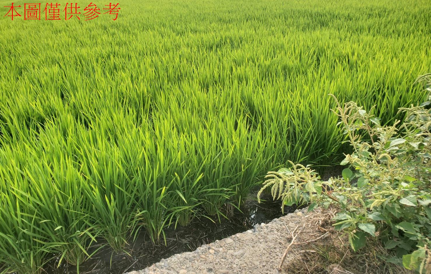 燕♛非常急售！大里三期徵收內土地