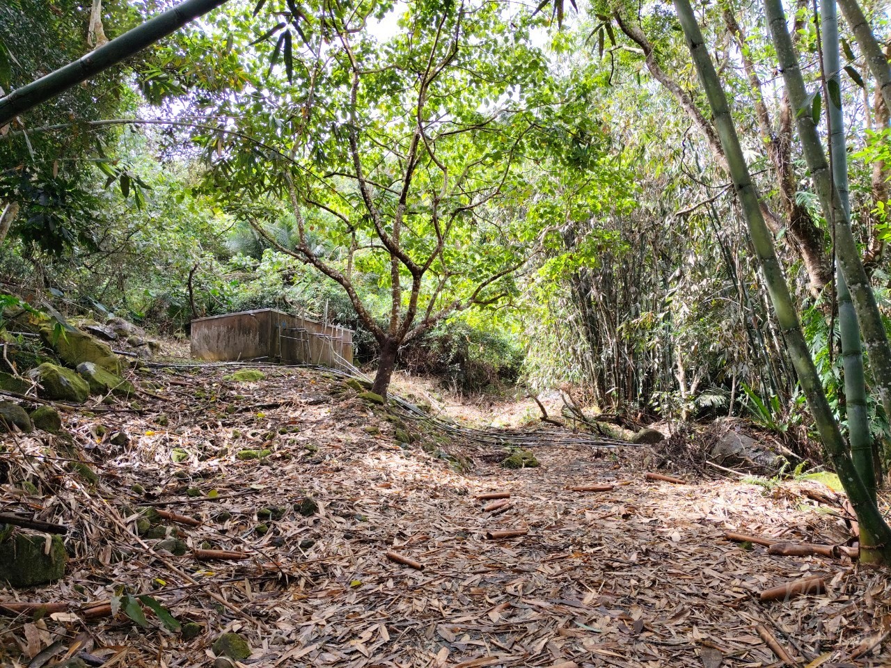嘉義大埔九龍山莊旁1甲半便宜農地