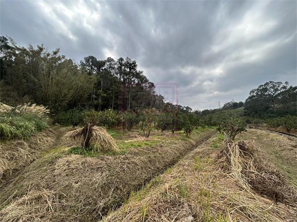 新竹縣峨眉鄉赤柯坪平坦大面積柑橘園-春明地產-035551111