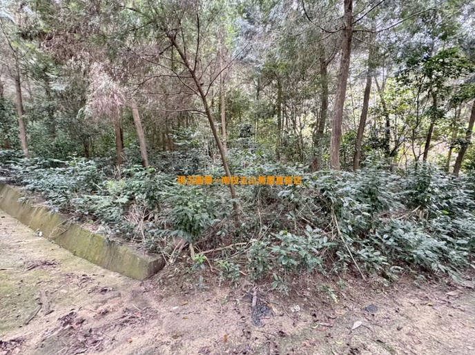 中寮永樂梢楠園（現有經濟樹木）