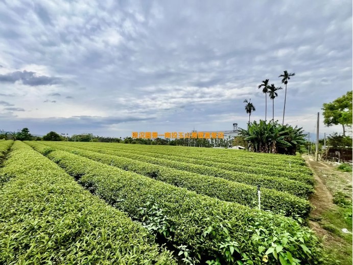 名間皇穹陵旁景觀茶園1.66甲（景觀 方正 6米路）