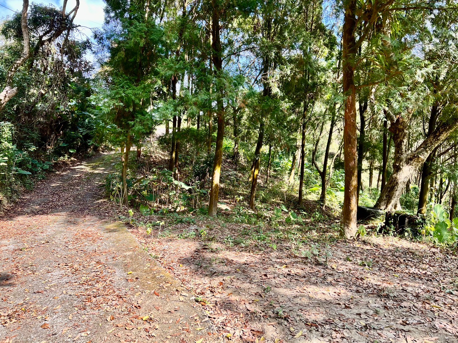 中寮仙峰梢楠休閒農地6.7分