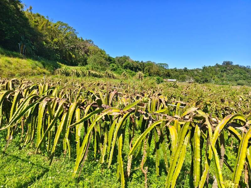 新竹縣峨眉鄉中盛火龍果園  春明地產