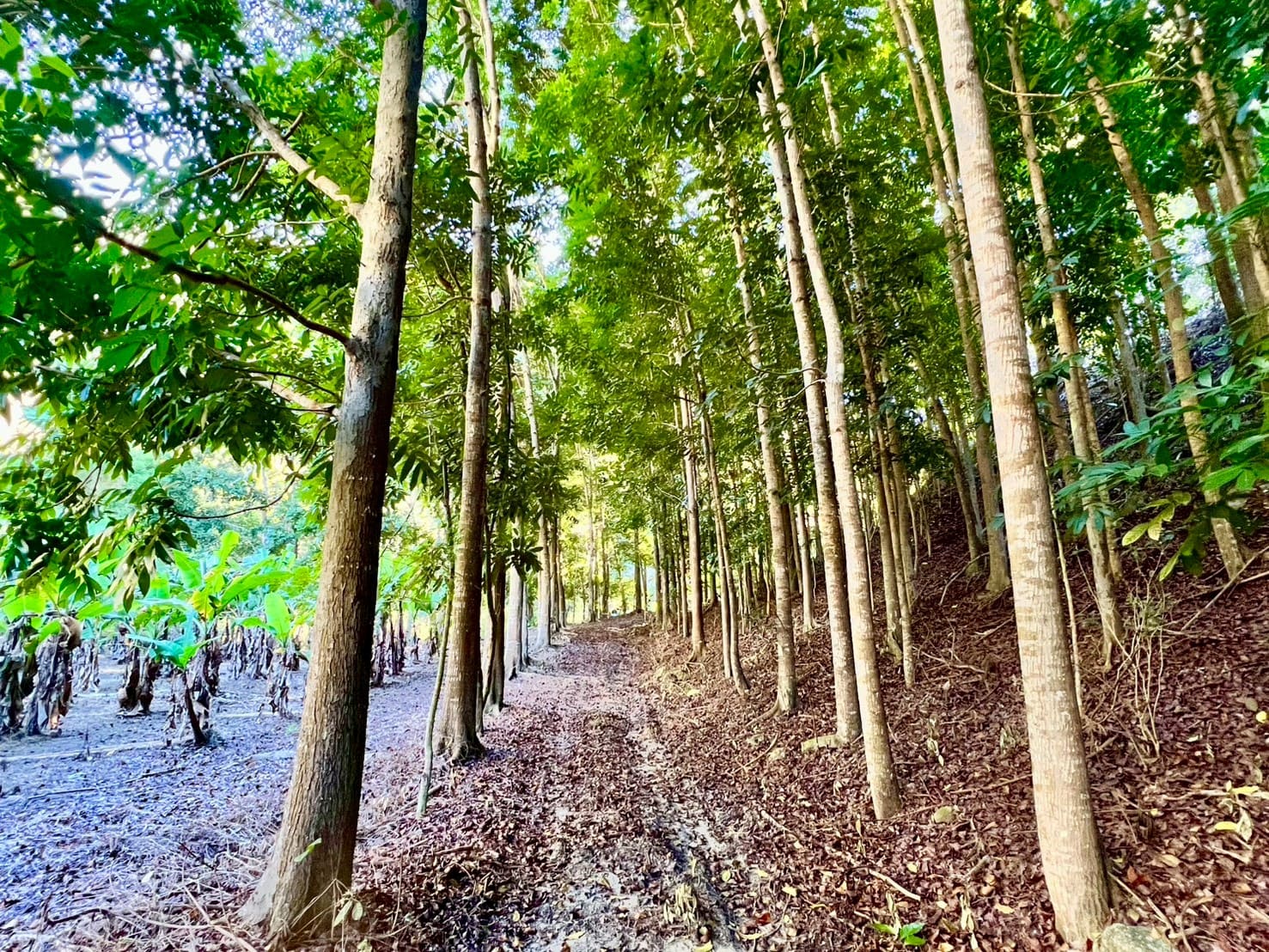 中寮仙峰桃花心木園1.8甲