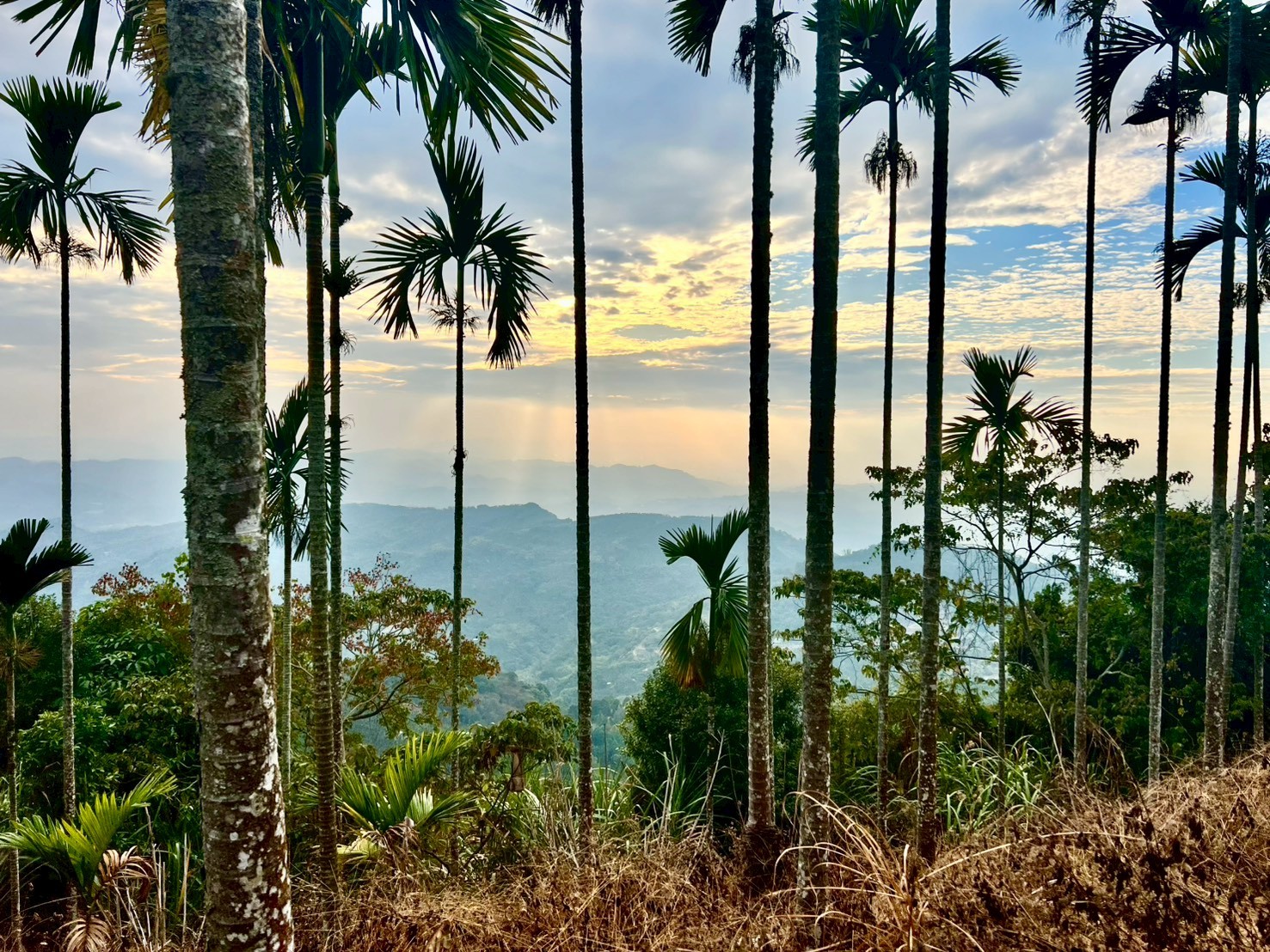 中寮高海拔景觀避暑農地1.4甲