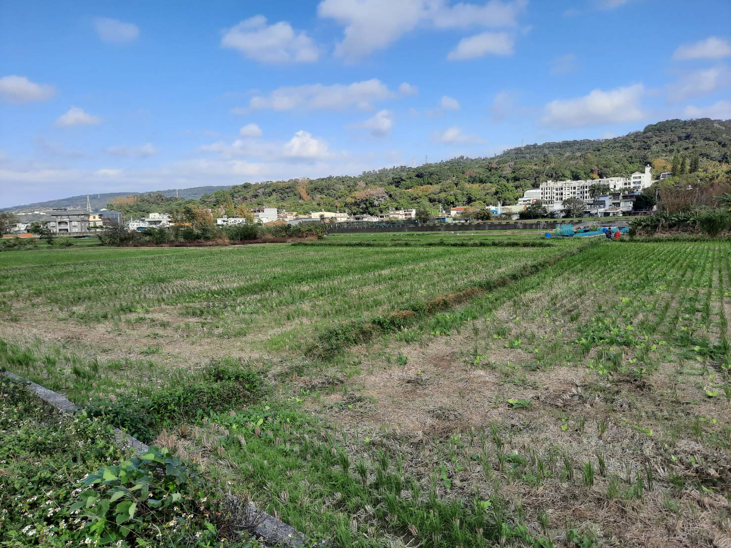 五埔朝南方正美農地