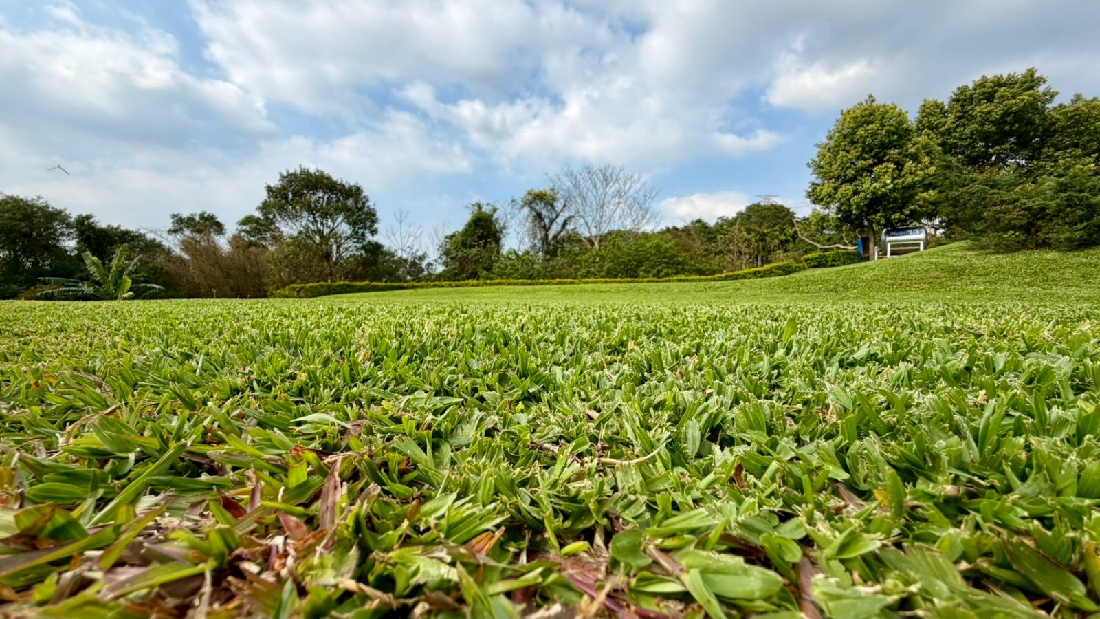 關西水噹噹青青草原