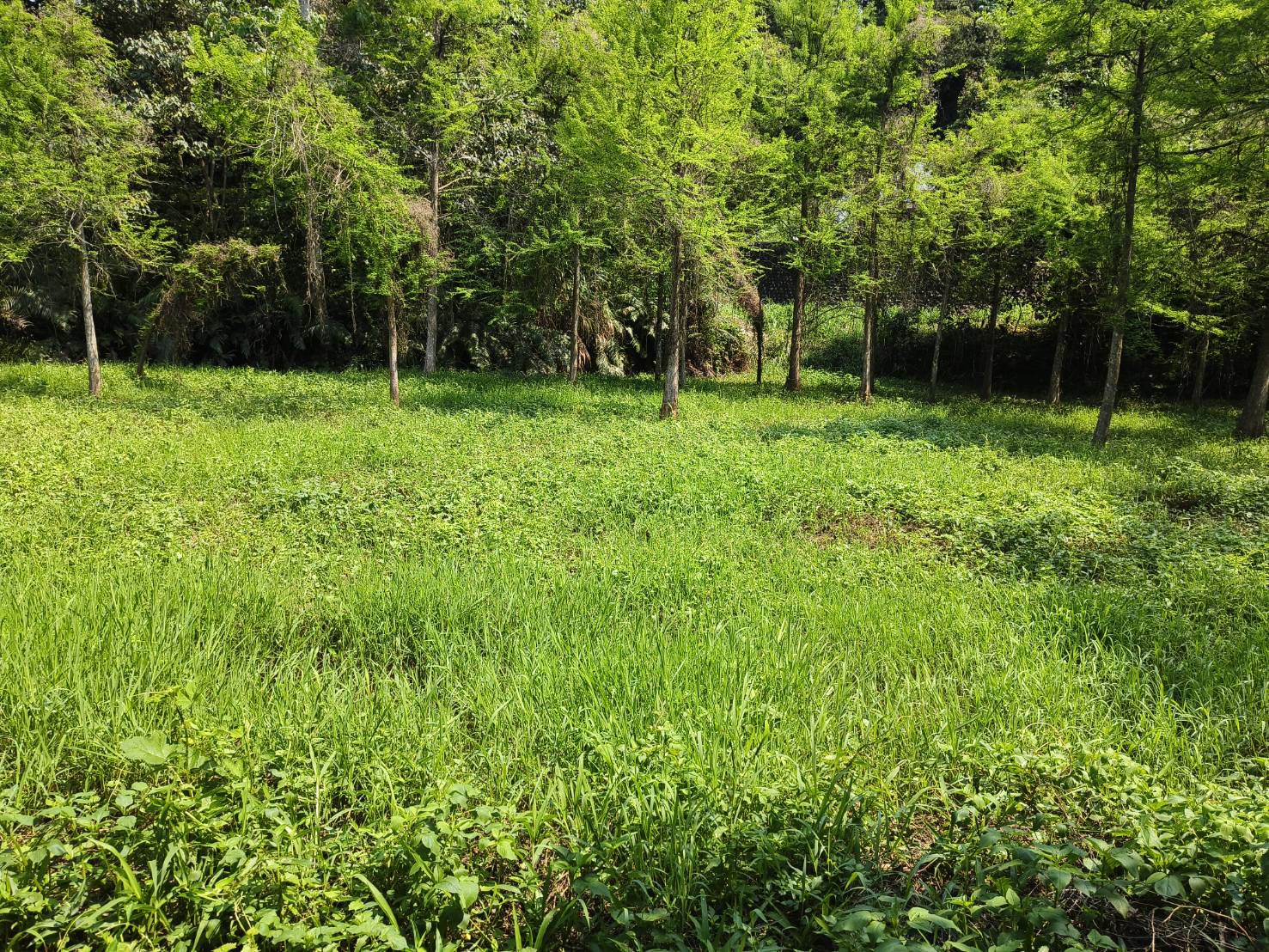 關西臨縣道平坦農地