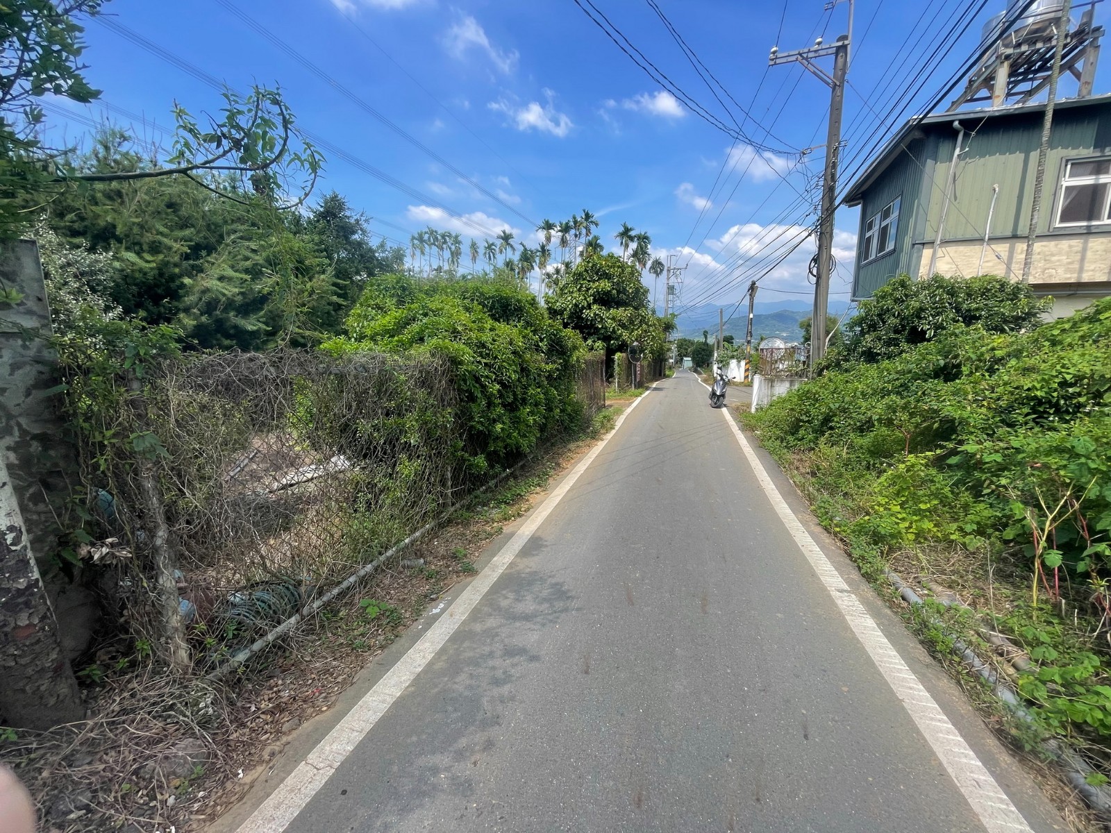 南投大庄油杉園5分1