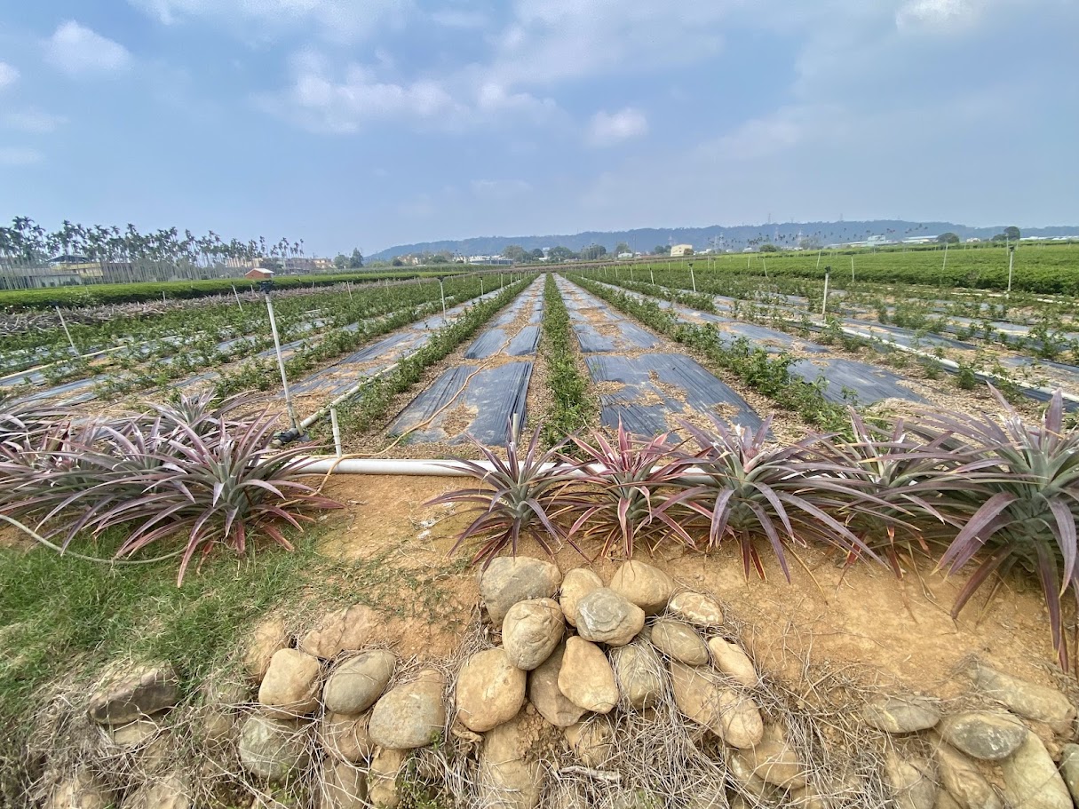 名間赤水四季茶園