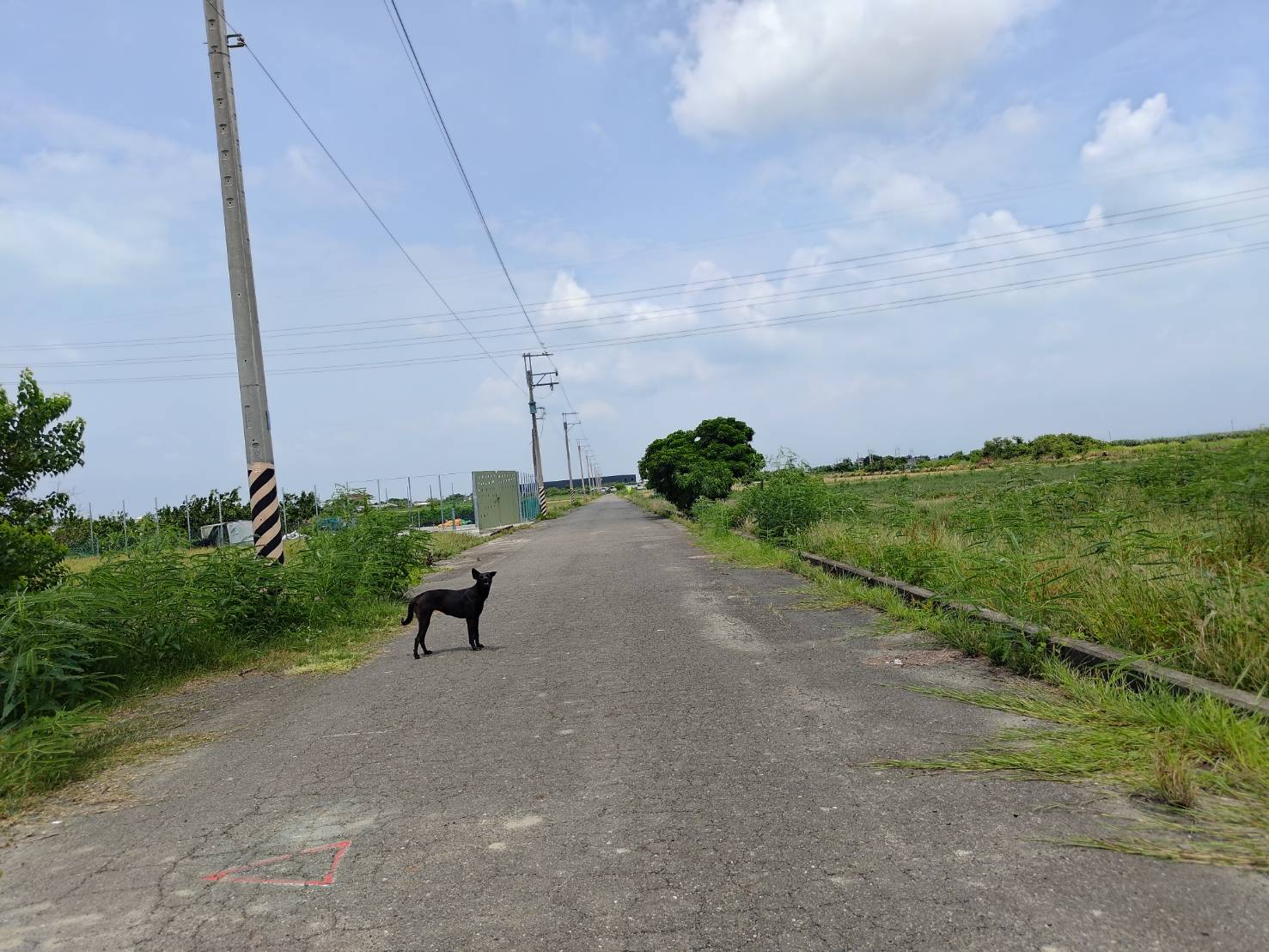 佳里營頂2.6分農地