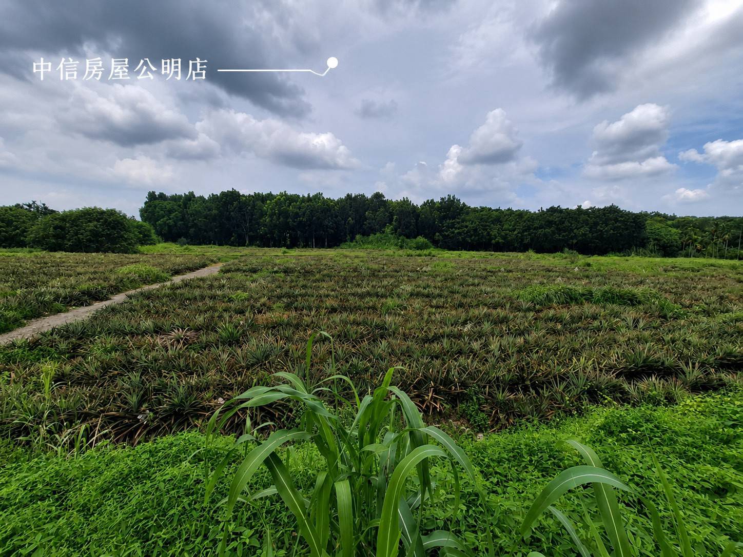 屏東高樹鄉優質農地