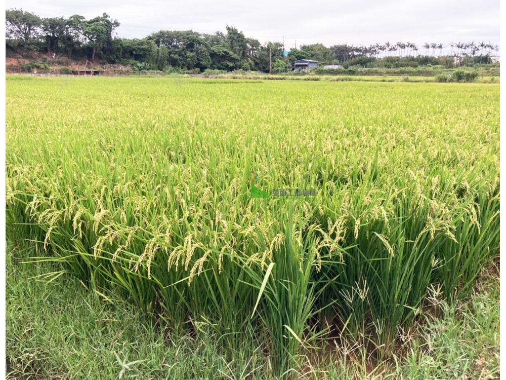 大崙國小農地